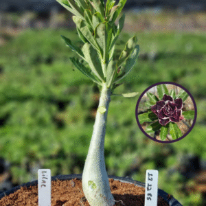 1112 85 Vaso 8 Litros Rosa do Deserto Lilac (viveiro)