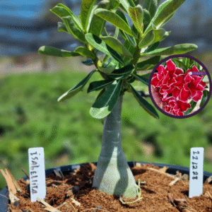 1112 28 Vaso 8 Litros Rosa do Deserto Isabelita (viveiro)