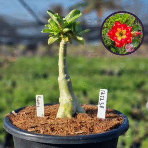 1212 58 Vaso 8 Litros Rosa do Deserto Porshe (viveiro)