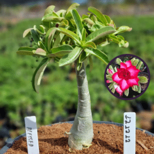 1212 12 Vaso 8 Litros Rosa do Deserto Blessed (viveiro)