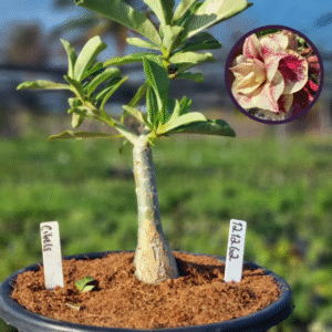 1212 62 Vaso 8 Litros Rosa do Deserto Cibele (viveiro)