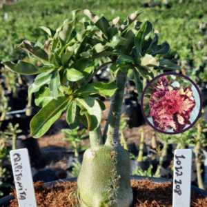 1012 108 Vaso 8 Litros Rosa do Deserto Criptonita (viveiro)