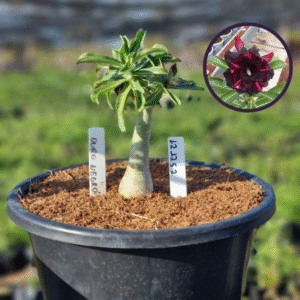 1212 52 Vaso 8 Litros Rosa do Deserto Ouro Negro (viveiro)