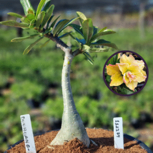 1112 74 Vaso 8 Litros Rosa do Deserto dunhuang 2(viveiro)