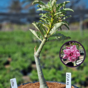 1112 55 Vaso 8 Litros Rosa do Deserto Ultra Violet (viveiro)