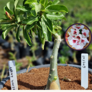 1012 09 Vaso 8 Litros Rosa do Deserto Lucky White (viveiro)