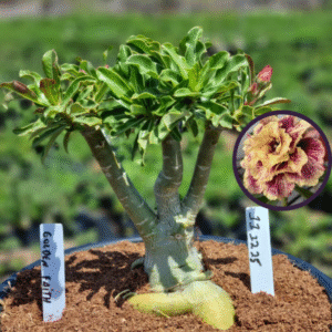 1112 25 Vaso 8 Litros Rosa do Deserto Golden Faith (viveiro)