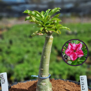 1212 02 Vaso 8 Litros Rosa do Deserto Malta (viveiro)