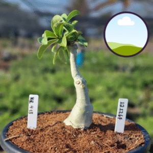 1212 67 Vaso 8 Litros Rosa do Deserto KR 438 (viveiro)