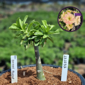 1212 37 Vaso 8 Litros Rosa do Deserto Bridal Buque (viveiro)