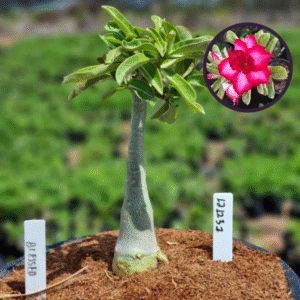 1212 31 Vaso 8 Litros Rosa do Deserto Blessed (viveiro)