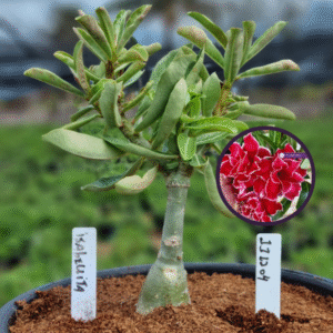 1112 04 Vaso 8 Litros Rosa do Deserto Isabelita (viveiro)