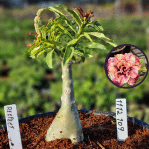 1112 109 Vaso 8 Litros Rosa do Deserto Respect (viveiro)