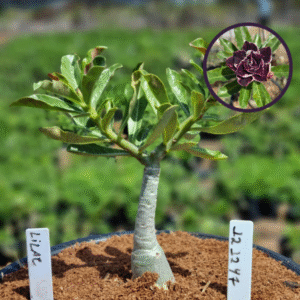 1212 47 Vaso 8 Litros Rosa do Deserto Lilac (viveiro)