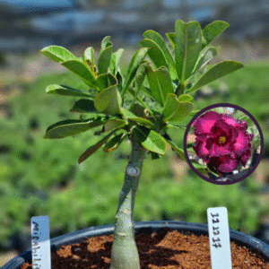 1112 17 Vaso 8 Litros Rosa do Deserto Mirabilis (viveiro)