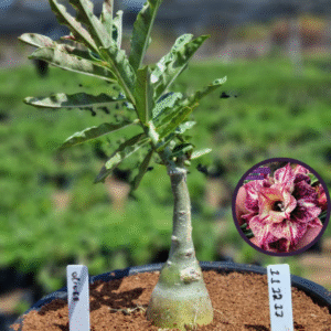 1112 11 Vaso 8 Litros Rosa do Deserto Oliver (viveiro)