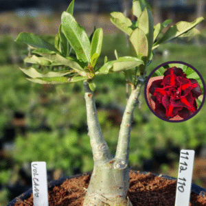 1112 110 Vaso 8 Litros Rosa do Deserto Volcano (viveiro)