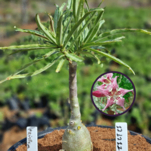 1212 11 Vaso 8 Litros Rosa do Deserto Crispum (viveiro)