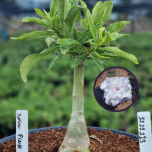 1112 113 Vaso 8 Litros Rosa do Deserto Snow Pink (viveiro)