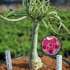 1112 116 Vaso 8 Litros Rosa do Deserto Crispum Wish (viveiro)