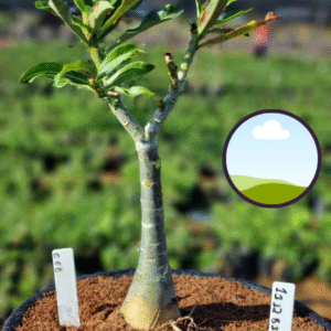 1112 81 Vaso 8 Litros Rosa do Deserto C68 (viveiro)