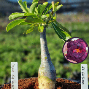 1112 100 Vaso 8 Litros Rosa do Deserto Dama Da Noite (viveiro)