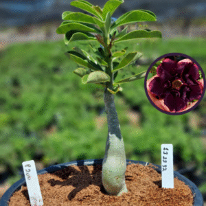 1112 32 Vaso 8 Litros Rosa do Deserto P200 (viveiro)