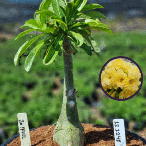 1112 48 Vaso 8 Litros Rosa do Deserto Joyfull (viveiro)