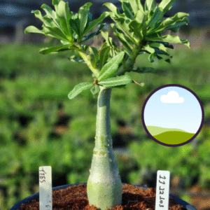 1112 103 Vaso 8 Litros Rosa do Deserto TEES (viveiro)