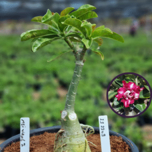 1112 09 Vaso 8 Litros Rosa do Deserto Mei Xiang 2 (viveiro)