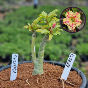 1212 27 Vaso 8 Litros Rosa do Deserto Pineapple (viveiro)