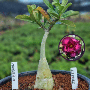 1112 111 Vaso 8 Litros Rosa do Deserto Mirabilis 2 (viveiro)