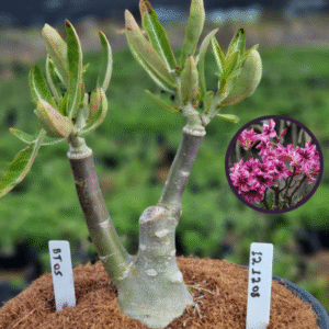 1212 08 Vaso 8 Litros Rosa do Deserto Bt 05 (viveiro)