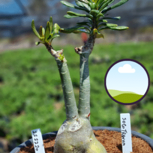 1112 20 Vaso 8 Litros Rosa do Deserto Socotranum (viveiro)