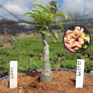 1212 49 Vaso 8 Litros Rosa do Deserto Maria (viveiro)