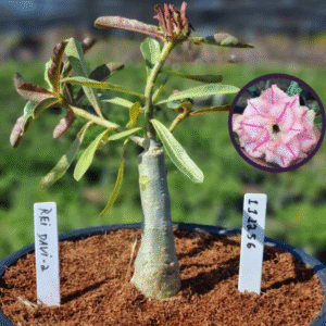 1112 56 Vaso 8 Litros Rosa do Deserto Rei Davi 2 (viveiro)