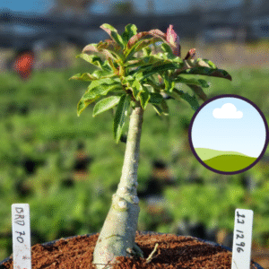 1112 96 Vaso 8 Litros Rosa do Deserto Brd 70 (viveiro)