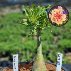 1212 25 Vaso 8 Litros Rosa do Deserto Triple Wish 3 (viveiro)