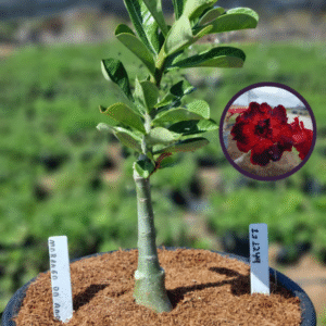 1112 49 Vaso 8 Litros Rosa do Deserto Morango do Amor (viveiro)