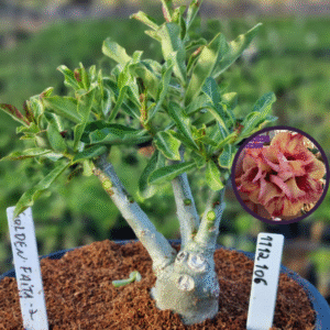 1112 106 Vaso 8 Litros Rosa do Deserto Golden Faith (viveiro)