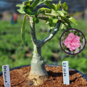 1112 62 Vaso 8 Litros Rosa do Deserto Pathumma (viveiro)