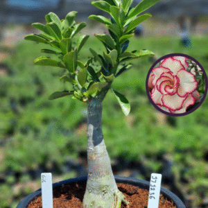 1112 36 Vaso 8 Litros Rosa do Deserto Gis (viveiro)