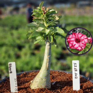 1112 102 Vaso 8 Litros Rosa do Deserto Hanna (viveiro)