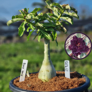 1212 61 Vaso 8 Litros Rosa do Deserto Black Hole (viveiro)