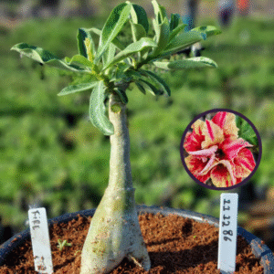 1112 86 Vaso 8 Litros Rosa do Deserto Fire (viveiro)