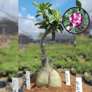 1212 50 Vaso 8 Litros Rosa do Deserto Dubai 2 (viveiro)