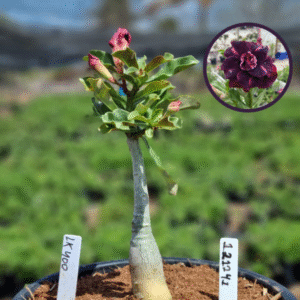 1212 41 Vaso 8 Litros Rosa do Deserto Lk 400 (viveiro)