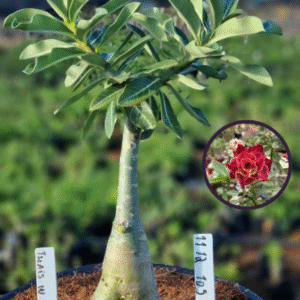 1112 105 Vaso 8 Litros Rosa do Deserto Thais W (viveiro)