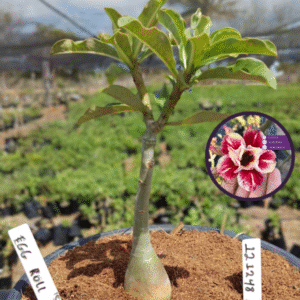 1212 48 Vaso 8 Litros Rosa do Deserto Egg Roll (viveiro)