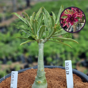 1212 18 Vaso 8 Litros Rosa do Deserto Barbie Girl (viveiro)